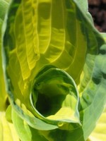 Photos Hosta sieboldiana