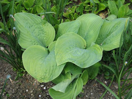 Photos Hosta - 
