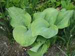 Photos Hosta