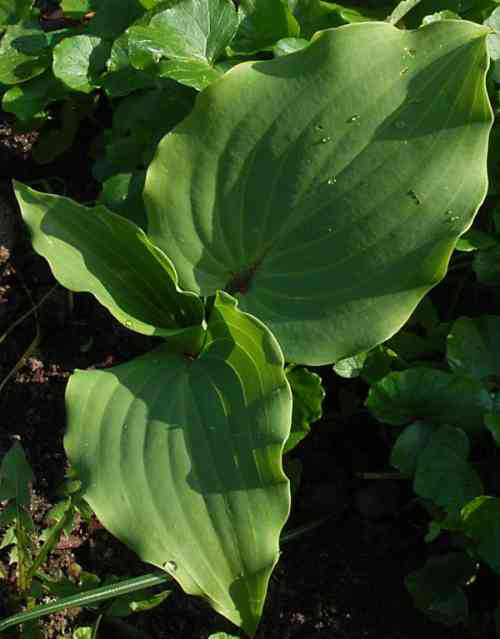 Photos Hosta - 