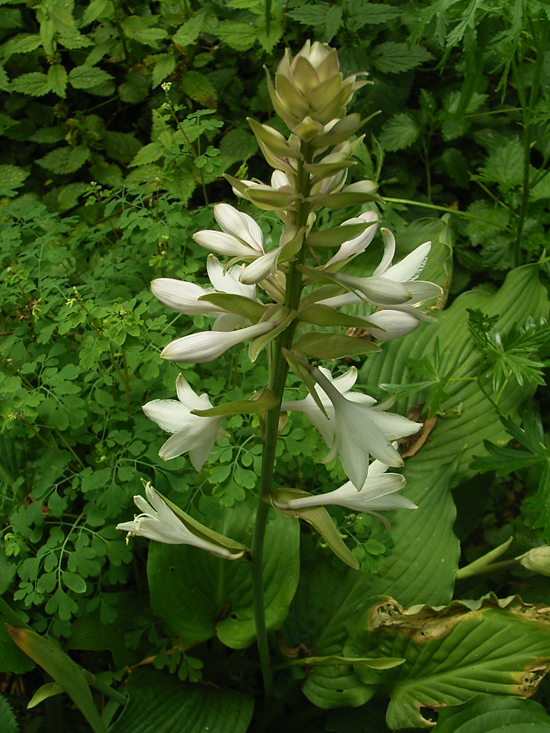 Foto Hosta plantaginea - 