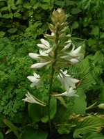 Photos Hosta plantaginea
