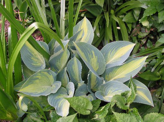 Photos Hosta - 