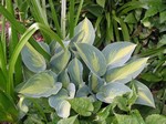 Photos Hosta