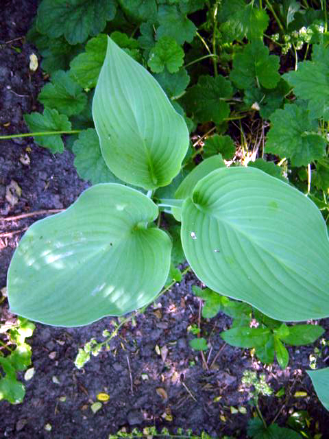 Photos Hosta � tardiana - 