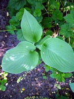Photos Hosta � tardiana