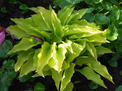 Foto Hosta - 