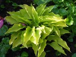 Photos Hosta