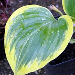 Photos Hosta