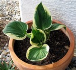 Photos Hosta