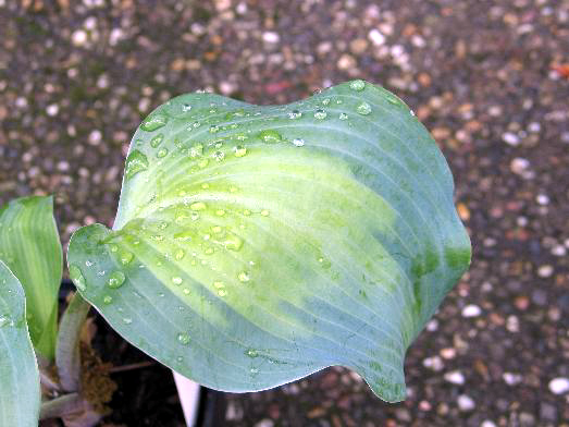 Photos Hosta - 