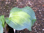 Photos Hosta
