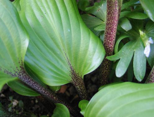 Photos Hosta - 