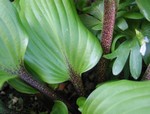 Photos Hosta