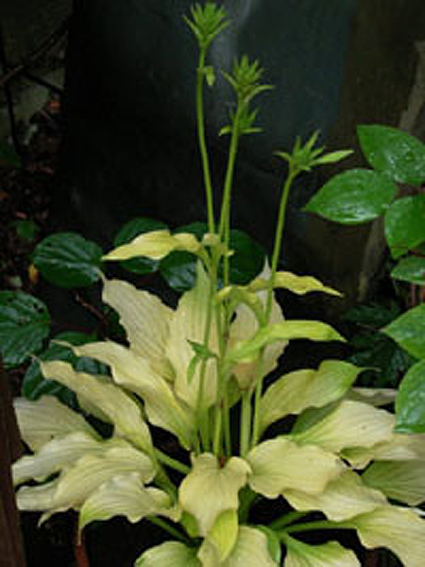 Photos Hosta - 