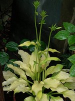 Photos Hosta