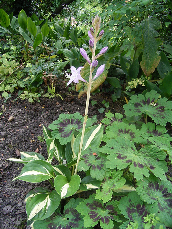 Photos Hosta - 