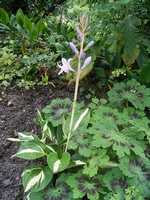Hosta - Herzblatt-Lilie, Paradise on Fire