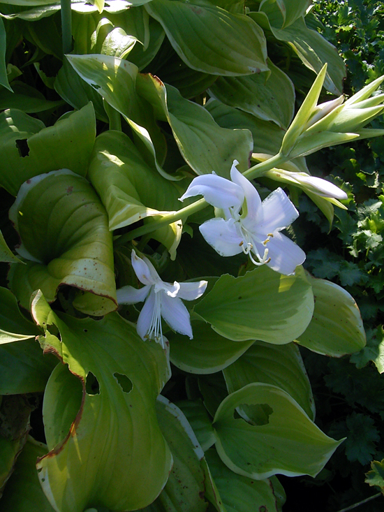 Photos Hosta plantaginea - 