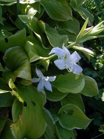 Photos Hosta plantaginea