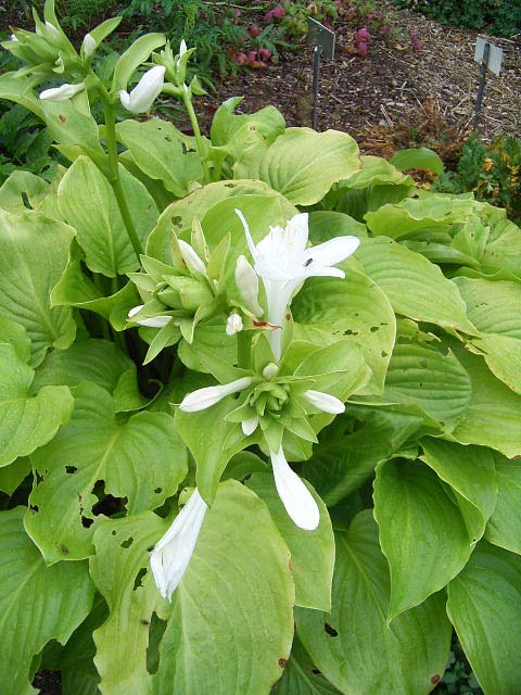 Photos Hosta plantaginea - 