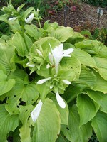 Photos Hosta plantaginea