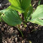 Photos Hosta