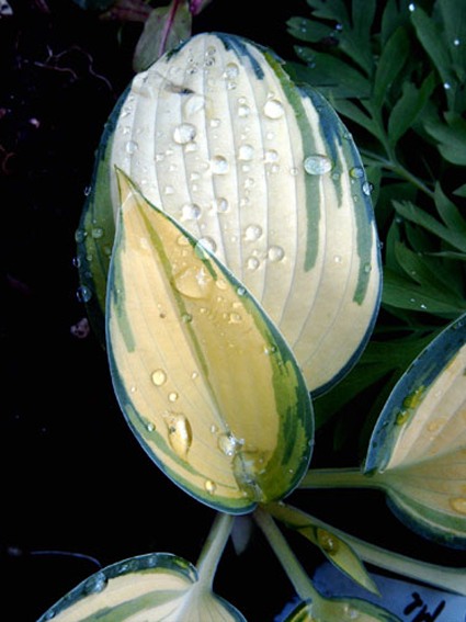 Photos Hosta - 