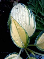 Photos Hosta