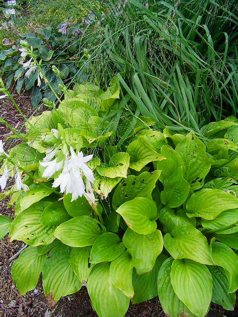 Fotos Hosta plantaginea - 