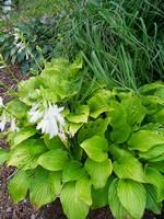 Photos Hosta plantaginea