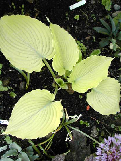Photos Hosta - 