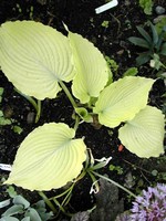 Photos Hosta