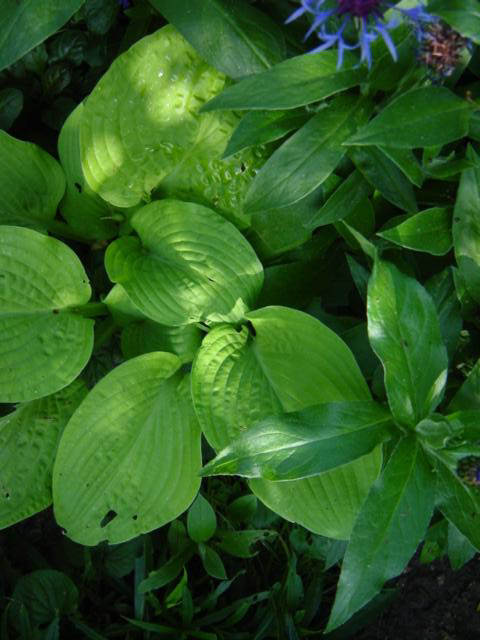 Photos Hosta - 