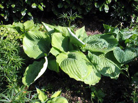 Photos Hosta - 