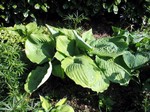 Photos Hosta