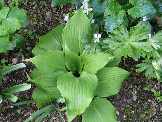 Photos Hosta - 