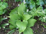 Photos Hosta