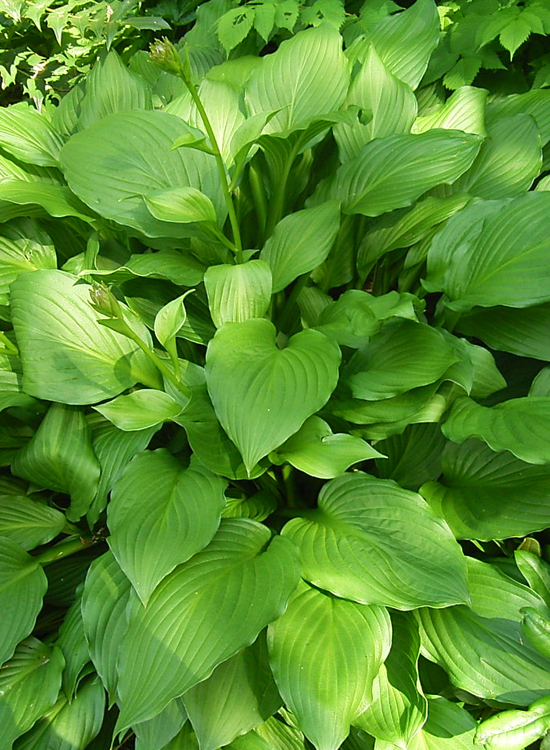Photos Hosta ventricosa - 