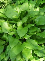 Photos Hosta ventricosa