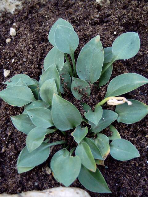 Photos Hosta venusta - 