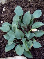 Photos Hosta venusta