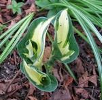 Photos Hosta