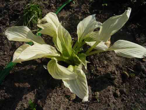 Photos Hosta - 