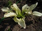 Photos Hosta