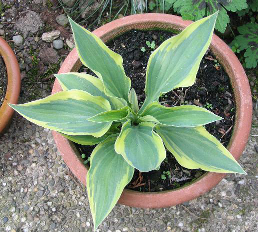 Photos Hosta - 