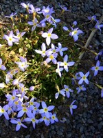 Houstonia caerulea - Porzellansternchen