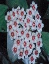 Hoya carnosa