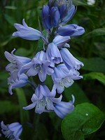 Hyacinthoides hispanica - Garten-Glocken-Blaustern