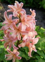 Hyacinthus orientalis - Hyazinthe